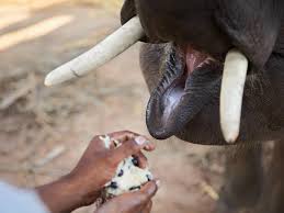 Elephant tusk table with oval glass tabletop made from bronze cast tusks with brassed parts. The Cost Of Coffee From Inside An Elephant In Thailand S Golden Triangle Travelogues From Remote Lands