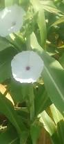 Image result for Ipomoea coscinosperma