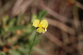 Image result for Xyris capensis