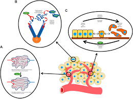 Image result for Eribulin