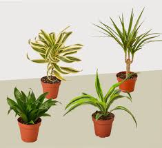 Image result for dracaena