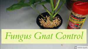 So, in this post, i'm going to tell you all about them i live and garden in minneapolis, mn (zone 4b). Mosquito Bits For Fungus Gnat Control Youtube