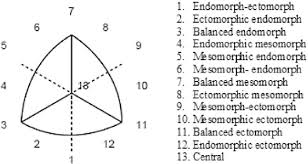 category chart key according to the program somatotype