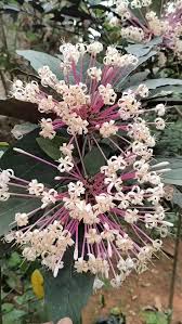 Image result for Clerodendrum silvanum