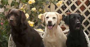 Parents are excellent family pets. Are All Labrador Retrievers The Same