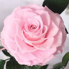 Rose éternelle sous cloche rose clair. Vraie Rose Eternelle Sous Cloche Amour Rose Eternelle