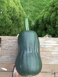 Maybe some were cross pollinated from the producer, and they got in the package too? My Hybrid Volunteer Zucchini And Butternut Squash I Never Knew That They Could Cross Pollinate And Then Grow From Those See Growing Tree Growing Pollination