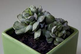 It is a cute succulent indeed! Propagating Adromischus Succulents Learn About Key Lime Pie Plant Propagation