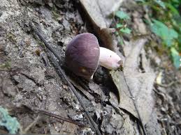 Image result for Russula mariae