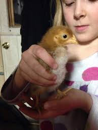 Delta Temp2O Shower Head