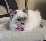 About Minks, Sepias, & Solid Ragdoll Cats | Ragdoll Blues
