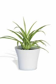 Cintas Plantas De Interior Resistentes Plantas Plantas De Interior