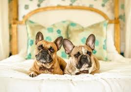 10 best apartment dogs 🏠 breeds for small spaces. The 10 Best Dogs For Nyc Apartments