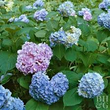 The Key To Getting More Hydrangea Flowers Is To Understand Which Hydrangea You Re Growing Each Typ Hydrangea Varieties Hydrangea Flower Blue Hydrangea Flowers