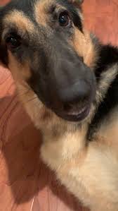 Pin On German Shepherd Dogs Gsd