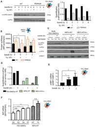 Grey by karyaseni2u (karyaseni | penulisan2u) with 40,158 reads. Developmentally Regulated Perk Activity Renders Dendritic Cells Insensitive To Subtilase Cytotoxin Induced Integrated Stress Response Biorxiv