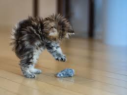 I've read on here that it is normal for cats to protect their territory from intruders, so i considered her to just be overly sadly, she viciously attacked me like this again two more times that day. Reasons Why Kittens Are Aggressive And How To Stop It