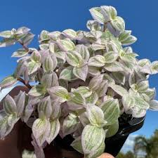 Image result for Callisia repens