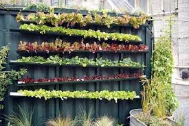 Benih sayuran, buah dan bunga. 17 Ide Kreatif Bikin Kebun Sayur Di Rumah Sendiri