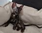 Available Cornish Rex Kittens For Sale & Cats For Adoption