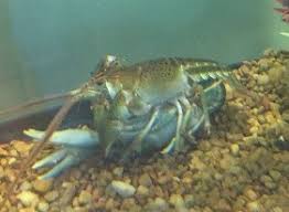 Crayfish Of Kentucky University Of Kentucky Entomology