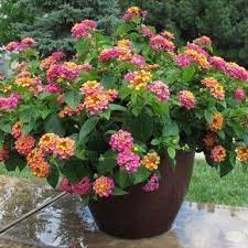 Lantana White Oak Gardens Cincinnati Oh Lantana Container Gardening Plants For Planters