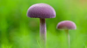 We did not find results for: Alien Fungi Do You Dare To Eat These Violet Mushrooms Cgtn
