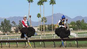 Things to do in charles town. Wacky Fun And So Much More At Turf Paradise America S Best Racing