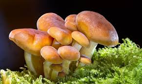 Cancer loves creating and needs some type of creative outlet, whether it's painting, writing, or even just reading. Dreams About Mushrooms Meaning And Symbolism