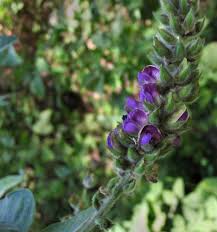 Image result for Lessertia macrostachya