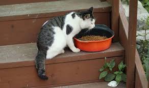 Free shipping on orders $49+ and the best customer service! Dave S Cat Food Reviews 2021