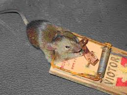 Diy Killing Your House Rats Antipest Blog