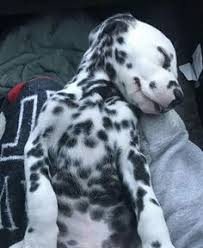 Image result for dalmatin