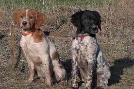 Image result for bretanský dlouhosrstý ohař