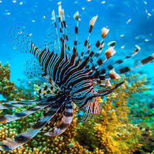 One of the world's seven natural wonders, it is a prized world heritage area, the largest coral reef system and the biggest living structure on the planet. Auch Giftige Arten Gibt S Im Lebensraum Riff Die Strahlen Machen Den Feuerfischs Zu Etwas Besonderem Aber Achtung In I Feuerfisch Great Barrier Reef Tiere