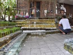 .urutan pakan burayak ikan cupang, pakan pelet ikan cupang, burayak umur berapa bisa casut, burayak yg bagus dikasih makan apa, metode pemberian pakan burayak cupang umur 1 bulan. Si Genit Manja Ikan Cupang Seharga Rp 600 Ribu