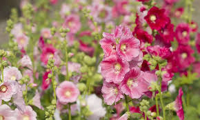 See more ideas about flowers hummingbirds like, 15 flowers, hummingbird plants. The Best Potted Flowers To Attract Hummingbirds Wild Bird Scoop