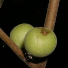 Image result for Ficus trichopoda