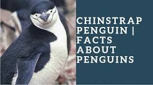 Photograph by joel sartore, national geographic photo ark. Chinstrap Penguin Facts About Penguins Youtube