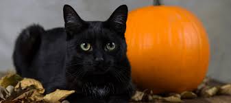 Why Are Black Cats Associated with Halloween? | Litter-Robot