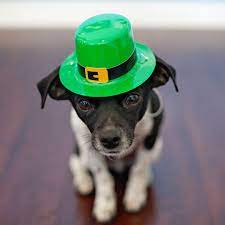 Here Is A Cute Dog Wearing A Green Hat For You Stpatricksday Stpattysday Chihuahua Green Irish Cute Dogs Breeds Cute Dogs Dog Friends