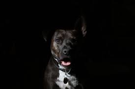 How To Identify The Breeds In A Mixed Breed Dog Pethelpful