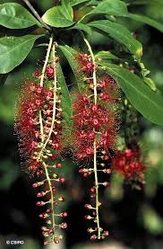 Image result for Barringtonia