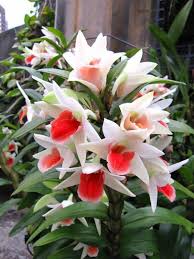 Un Bouquet Majestueux Offert Par Un Ami A Mi Chemin Sur Les Pas De Cybele Jolie Fleur Fleurs Rares Fleur Orchidee
