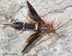 These wasps are common in the southern united states. Horntails Missouri Department Of Conservation