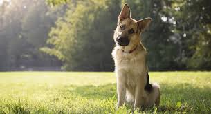 Their eyes are brown and their ears are raised on top of their heads (although when. German Shepherd Shedding The Full Guide To Control Dog Shedding