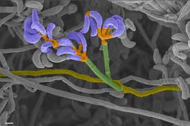 Image result for Pseudobromus