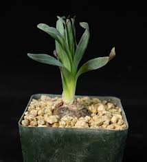 Image result for Albuca kirkii