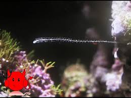 Killing Colonial Hydroids | Living Reefs