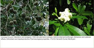 Image result for Voacanga thouarsii